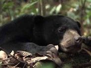 Beruang Menyerang Orang Berburu Di Hutan Amazon